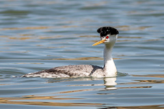 Clark's Grebe