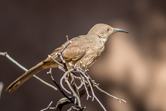 Curve-billed Thrasher