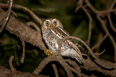 Elf Owl