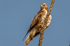 Red-tailed Hawk