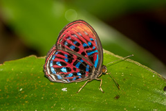 Banded Red Harlequin