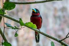 Black-and-red Broadbill