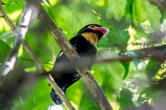 Dusky Broadbill