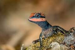 Forest Crested Lizard