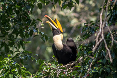 Great Hornbill