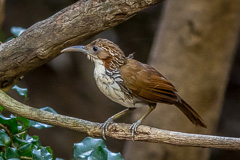 Large Scimitar Babbler