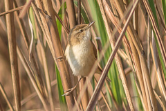 Paddyfield Warbler