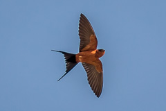 Rufous-bellied Swallow