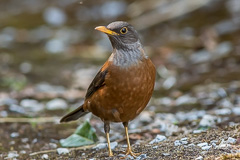 Chestnut Thrush