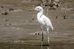 Chinese Egret