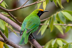 Golden-fornted Leafbird