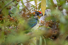 Golden-throated Barbet