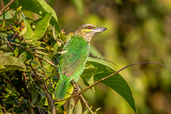 Green-eared Barbet