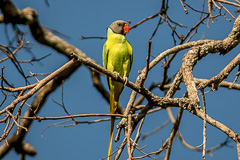 Grey-headed Parakeet