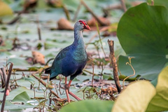 Grey-headed Swamphen