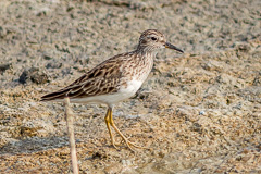 Long-toed Stint