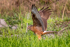 Pied Harrier