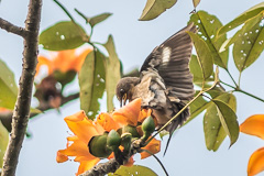 Spot-winged Starling