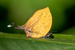 Three-spot Yamfly