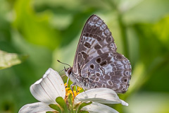 White-banded Pierrot