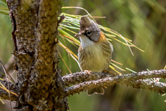 Whiskered Yuhina