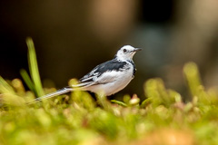 White Wagtail