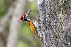 Greater Flameback