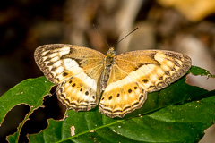 Little Banded Yeoman