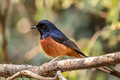 White-rumped Shama