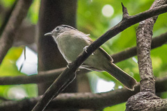 Black-browed Fulvetta