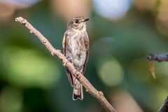 Dark-sided Flycatcher