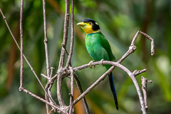 Long-tailed Broadbill