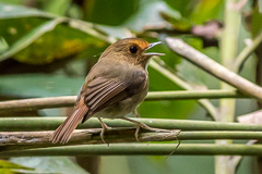 Rufous-browed Flycatcher