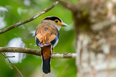 Silver-breasted Broadbill