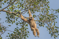 White-handed Gibbon