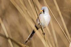 Bearded Reedling