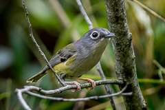 Green Shrike-babbler