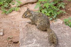 Pere David's Rock Squirrel