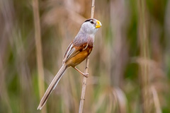 Reed Parrotbill