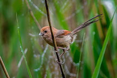 Vinous-throated Parrotbill