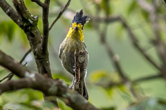 Yellow-cheeked Tit