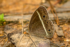 Annam Bushbrown