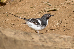 Slaty-backed Forktail