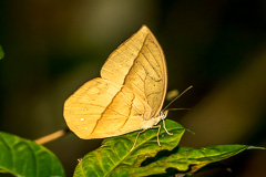 White Dryad