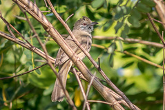 Ayeyarwady Bulbul