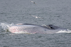 Bryde's Whale