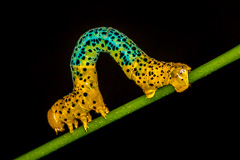 Caterpillar