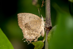 Common Acacia Blue