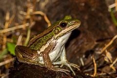 Green-backed Frog