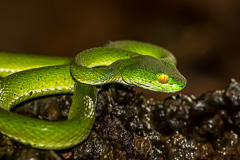 Large-eyed Pit Viper